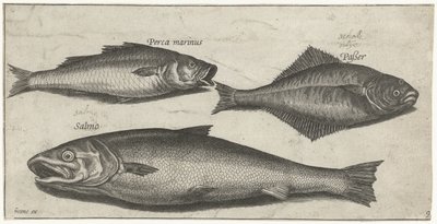 Havabbor, tunge og en laks Fisk (serietittel) Piscivm vivae-ikoner (serietittel) av Pierre Firens