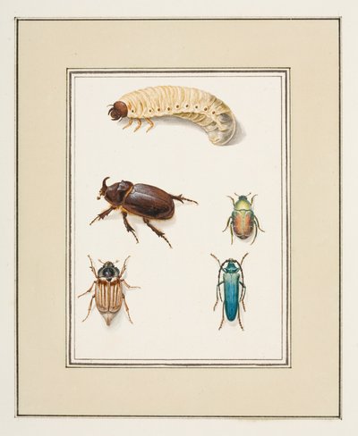 Biller, ca. 1755-65 (akvarell på papir) av Pierre Francois Ledoulx