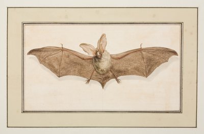 Brun langøret flaggermus, ca. 1755-65 (akvarell på papir) av Pierre Francois Ledoulx