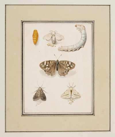 Sommerfugler, møll og larver, ca. 1755-65 (akvarell på papir) av Pierre Francois Ledoulx