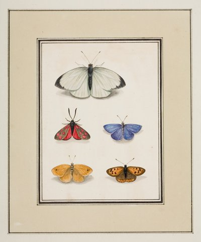 Sommerfugler, ca. 1755-65 (akvarell på papir) av Pierre Francois Ledoulx