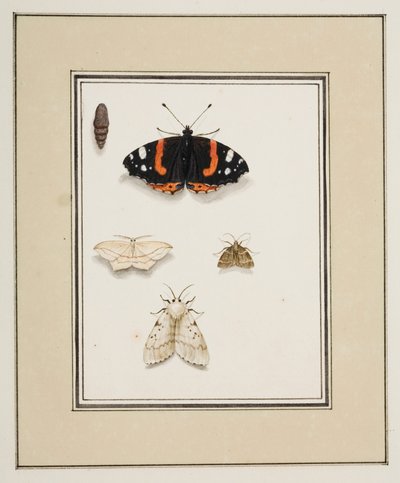 Sommerfugler, ca. 1755-65 (akvarell på papir) av Pierre Francois Ledoulx