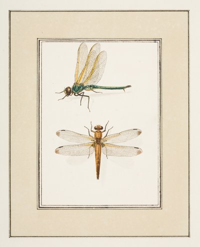 Dragonflies, ca. 1755-65 (akvarell på papir) av Pierre Francois Ledoulx