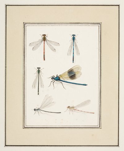 Øystikker, ca. 1755-65 (akvarell på papir) av Pierre Francois Ledoulx