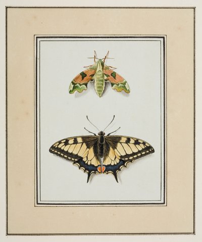 Hawk Moth and Old World Swallowtail Butterfly, ca. 1755-65 (akvarell på papir) av Pierre Francois Ledoulx