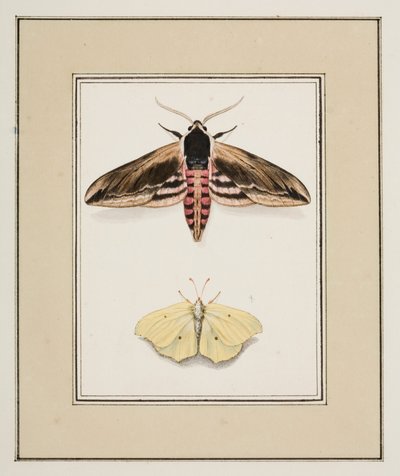 Liguster Hawk Moth and Common Brimstone, ca. 1755-65 (akvarell på papir) av Pierre Francois Ledoulx