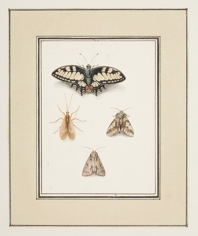 Swallowtail Butterfly, Mayfly and Two Moths, ca. 1755-65 (akvarell på papir) av Pierre Francois Ledoulx