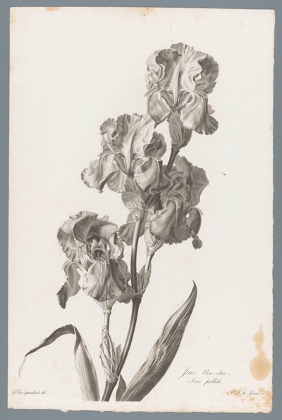 Dalmatisk iris Lyseblå iris / Iris pallida (tittel på objekt) Blomster hentet fra naturen (...) (serietittel) av Pierre François Legrand