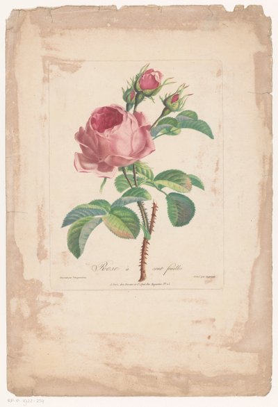 Honderdbladige roos Hundred Leaf Rose (tittel på objekt) av Pierre François Legrand