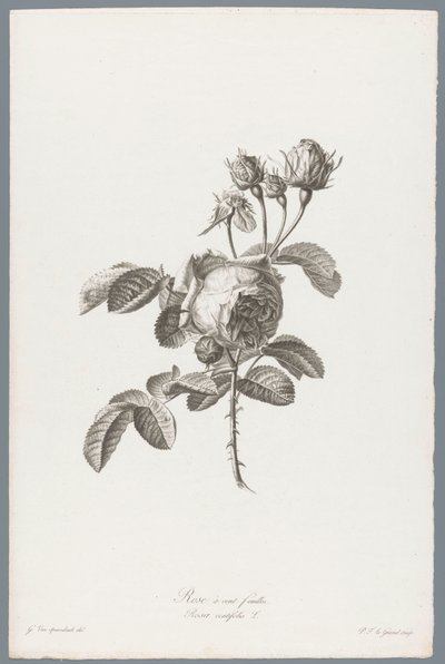Honderdbladige roos Hundrebladet rose / Rosa centifolia L. (tittel på objekt) Blomster hentet fra naturen (...) (serietittel) av Pierre François Legrand
