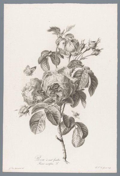 Honderdbladige roos Hundrebladet rose / Rosa centifolia L. (tittel på objekt) Blomster hentet fra naturen (...) (serietittel) av Pierre François Legrand