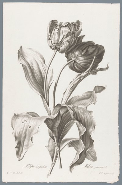 tulp Garden Tulip / Tulipa gesneriana L. (tittel på objekt) Blomster hentet fra naturen (...) (serietittel) av Pierre François Legrand