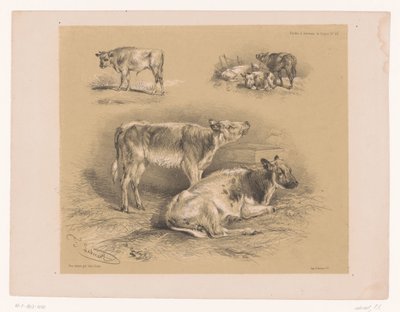 Tre studier av storfe Dyrestudier av Cooper (serietittel) Études d'Animaux de Cooper (serietittel på objekt) av Pierre Frédéric Lehnert