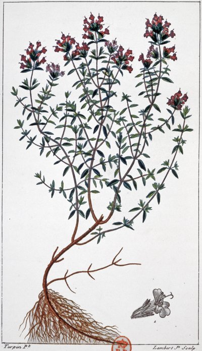 Timian, ca. 1850 (gravering) av Pierre Jean Francois (after) Turpin