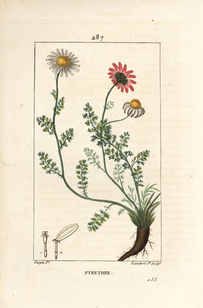 African Pyrethrum - Pellitory of Spain, Anthemis pyrethrum (Anacyclus pyrethrum) med blomster, blad, stilk og røtter. Håndfarget kobberstikk av Lambert Junior fra en tegning av Pierre Jean-Francois Turpin fra Chaumeton, Poiret og Cham av Pierre Jean Francois Turpin