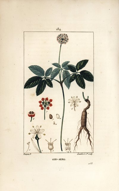 Amerikansk ginseng ou a cinq brosjyrer - Ginseng, Panax quinquefolium, med blomst, blad, frø og rot. Håndfarget kobberstikk av Lambert Junior fra en tegning av Pierre Jean-Francois Turpin fra Chaumeton, Poiret og Chamberets "" La Fl av Pierre Jean Francois Turpin