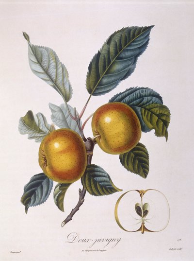 Eple "Doux-Juvigny" Henry Louis Duhamel du Monceau, botanisk tallerken av Pierre Jean Francois Turpin av Pierre Jean Francois Turpin