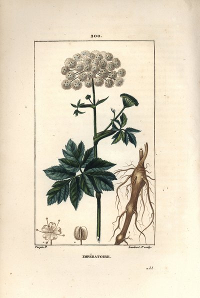 Benzoin eller imperatoire - Masterwort, Imperatoria ostruthium, med blomst, blad og rot. Håndfarget kobberstikk av Lambert Junior fra en tegning av Pierre Jean-Francois Turpin fra Chaumeton, Poiret og Chamberets "" La Flore Medicale, av Pierre Jean Francois Turpin