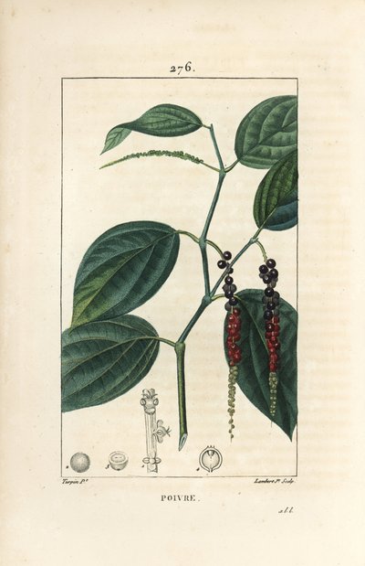 Sort pepper - Sort pepper, Piper nigrum, med blad, stilk og modne og umodne pepperkorn. Håndfarget kobberstikk av Lambert Junior fra en tegning av Pierre Jean-Francois Turpin fra Chaumeton, Poiret og Chamberets "" La Flore Medic av Pierre Jean Francois Turpin