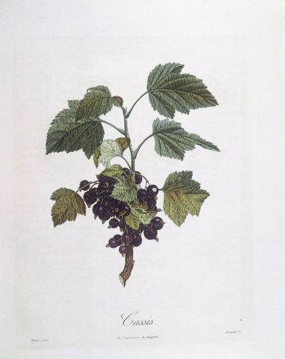 Solbær (Ribes nigrum) eller solbær Noir de Bourgogne Henry Louis Duhamel du Monceau, botanisk tallerken av Pierre Jean Francois Turpin av Pierre Jean Francois Turpin