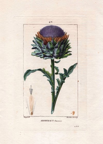 Botanisk: artisjokk - Artisjokkplante, blader og blomst, Cynara cardunculus. Håndkolorert kobberstikk av Lambert fra en tegning av Pierre Jean-Francois Turpin fra Chaumeton, Poiret et Chamberets "" La Flore Medicale,"" Paris, Panckouc av Pierre Jean Francois Turpin