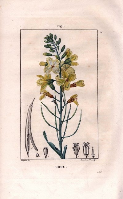 Botanisk: kålblomst - Kålblomst, Brassica oleracea. Håndfarget kobberstikk av Lambert fra en tegning av Pierre Jean-Francois Turpin fra Chaumeton, Poiret et Chamberets "" La Flore Medicale,"" Paris, Panckoucke av Pierre Jean Francois Turpin