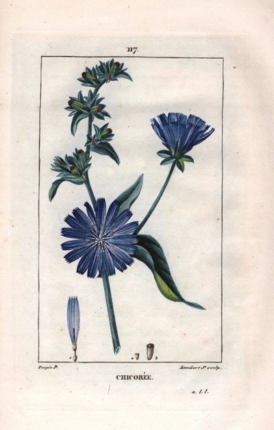 Botanisk: chicoree med blomst - Sikoriplante og blomst, Cichorium intybus. Håndkolorert kobberstikk av Lambert fra en tegning av Pierre Jean-Francois Turpin fra Chaumeton, Poiret et Chamberets "" La Flore Medicale,"" Paris, Panckouc av Pierre Jean Francois Turpin