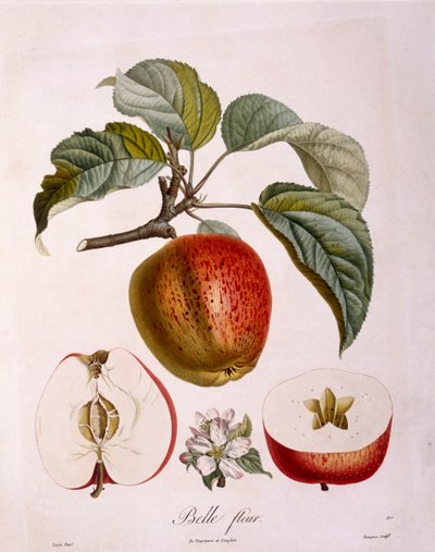 Botanikk - Rosaceae - eple "Vakker blomst". (botanisk styre av Pierre Jean Francois Turpin