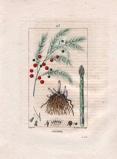 Botanikk: asparges - Asparges rot, blomst og frukt, Asparges officinalis. Håndfarget kobberstikk av Lambert fra en tegning av Pierre Jean-Francois Turpin fra Chaumeton, Poiret et Chamberets "" La Flore Medicale,"" Paris, Panckoucke av Pierre Jean Francois Turpin
