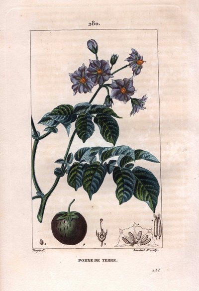 Botanikk: potet - Potetplante, blomster og frukt, Solanum tuberosum. Håndfarget kobberstikk av Lambert fra en tegning av Pierre Jean-Francois Turpin fra Chaumeton, Poiret et Chamberets "" La Flore Medicale,"" Paris, Panckoucke av Pierre Jean Francois Turpin