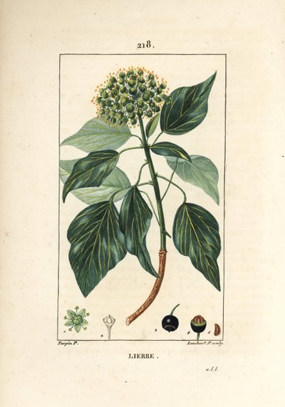 Climbing Ivy - Vanlig eføy, Hedera helix. Håndfarget kobberstikk av Lambert Junior fra en tegning av Pierre Jean-Francois Turpin fra Chaumeton, Poiret og Chamberets "" La Flore Medicale,"" Paris, Panckoucke av Pierre Jean Francois Turpin