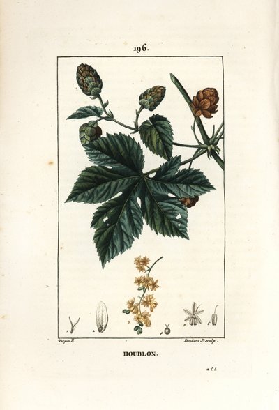 Klatrehumle - Humle, Humulus lupulus. Håndfarget kobberstikk av Lambert Junior fra en tegning av Pierre Jean-Francois Turpin fra Chaumeton, Poiret og Chamberets "" La Flore Medicale,"" Paris, Panckoucke av Pierre Jean Francois Turpin