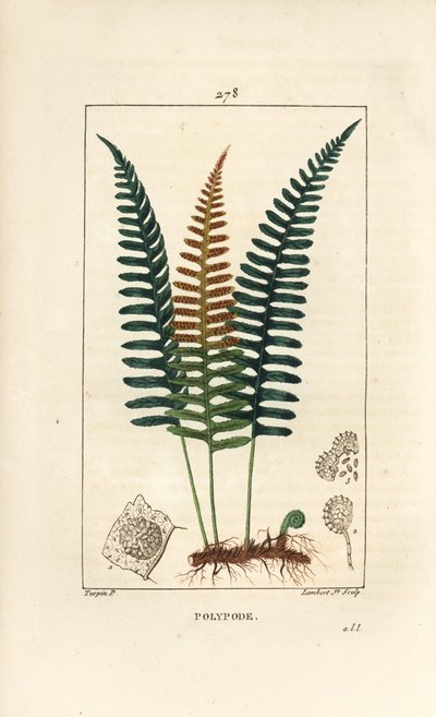 Vanlig polypod - Polypod bregne, Polypodium vulgare, med blad, frø og rot. Håndfarget kobberstikk av Lambert Junior fra en tegning av Pierre Jean-Francois Turpin fra Chaumeton, Poiret og Chamberets "" La Flore Medicale,"" Paris, P av Pierre Jean Francois Turpin