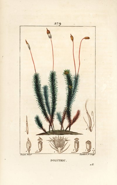 Vanlig polytrichum (skum) - Vanlig hårhettemose, Vanlig polytrichum. Håndfarget kobberstikk av Lambert Junior fra en tegning av Pierre Jean-Francois Turpin fra Chaumeton, Poiret og Chamberets "" La Flore Medicale,"" Paris, Panckoucke av Pierre Jean Francois Turpin