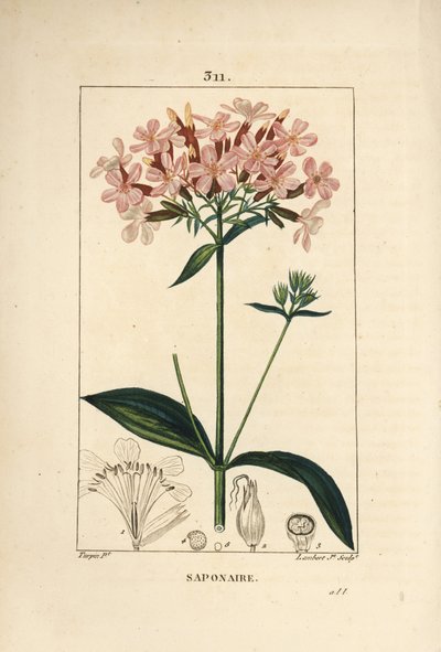 Vanlig såpeurt, Saponaria officinalis, med blomst, blad, stilk og frø. Håndfarget kobberstikk av Lambert Junior fra en tegning av Pierre Jean-Francois Turpin fra Chaumeton, Poiret og Chamberets "" La Flore Medicale,"" Paris, Panck av Pierre Jean Francois Turpin