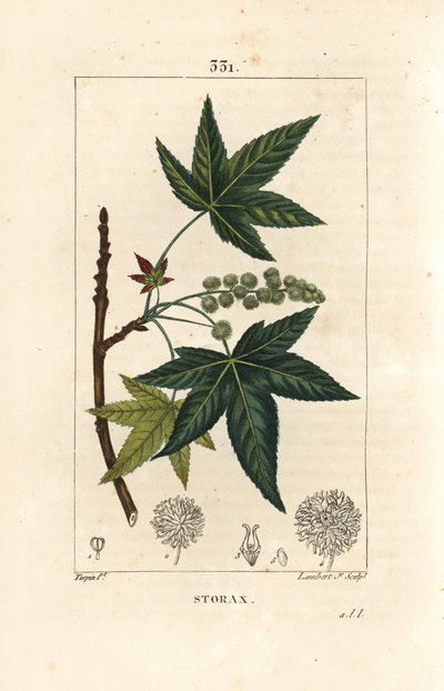 Copalm of America eller Liquidambar - Storax eller flytende rav, Liquidambar styraciflua. Håndfarget kobberstikk av Lambert Junior fra en tegning av Pierre Jean-Francois Turpin fra Chaumeton, Poiret og Chamberets "" La Flore Medicale,"" Pa av Pierre Jean Francois Turpin