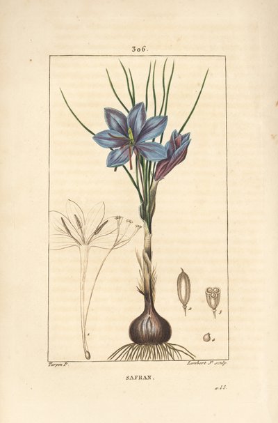 Krokus - Safrankrokus, Crocus sativus, viser blomst, blad, stilk, løk og stigma. Håndfarget kobberstikk av Lambert Junior fra en tegning av Pierre Jean-Francois Turpin fra Chaumeton, Poiret og Chamberets "" La Flore Medicale,"" av Pierre Jean Francois Turpin