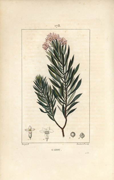 Daphne garou, Thymele eller Saint Bois - Spurge lin, Daphne gnidium. Håndfarget kobberstikk av Lambert Junior fra en tegning av Pierre Jean-Francois Turpin fra Chaumeton, Poiret og Chamberets "" La Flore Medicale,"" Paris, Panckoucke av Pierre Jean Francois Turpin