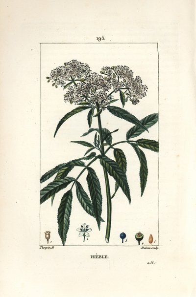 Dverg eldste - Dverg eldste, Sambucus humilis. Håndfarget kobberstikk av Lambert Junior fra en tegning av Pierre Jean-Francois Turpin fra Chaumeton, Poiret og Chamberets "" La Flore Medicale,"" Paris, Panckoucke av Pierre Jean Francois Turpin