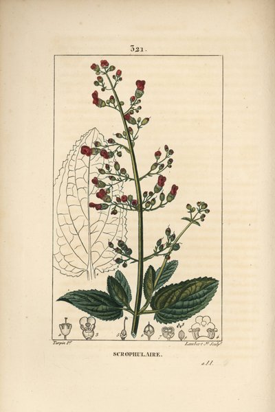 Øre-scrofulary - vannfikenurt, Scrophularia aquatica, med blomst, blad, stilk, frø og bladomriss. Håndfarget kobberstikk av Lambert Junior fra en tegning av Pierre Jean-Francois Turpin fra Chaumeton, Poiret og Chamberets "" La F av Pierre Jean Francois Turpin