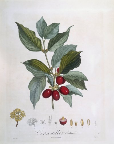 European Cornel (Cornus mas), Henry Louis Duhamel du Monceau, botanisk plate av Pierre Jean Francois Turpin av Pierre Jean Francois Turpin