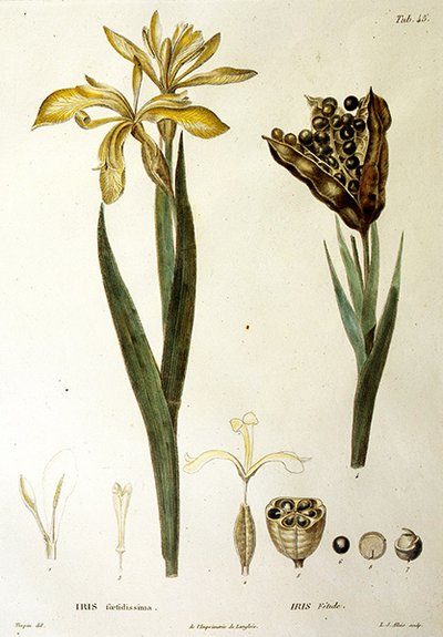 Fetid Iris, gravert av L. J. Allais (håndfarget gravering) av Pierre Jean Francois Turpin