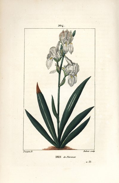 Florentinsk iris, Firenze Iris - Florentinsk iris, Iris florentina, blomst og blad. Håndkolorert kobberstikk av Dubois fra en tegning av Pierre Jean-Francois Turpin fra Chaumeton, Poiret og Chamberets "" La Flore Medicale,"" Paris, Pan av Pierre Jean Francois Turpin