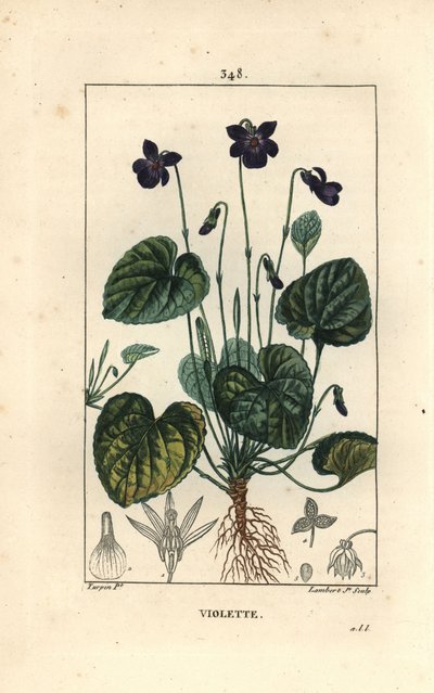 Duftende fiol - Søt fiolett, Viola odorata, med blomst, blad, stilk og røtter. Håndfarget kobberstikk av Lambert Junior fra en tegning av Pierre Jean-Francois Turpin fra Chaumeton, Poiret og Chamberets "" La Flore Medicale,"" Pari av Pierre Jean Francois Turpin
