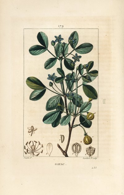 Gaiac eller hellig tre, livets tre - Guaiacum, Guajacum officinale. Håndfarget kobberstikk av Lambert Junior fra en tegning av Pierre Jean-Francois Turpin fra Chaumeton, Poiret og Chamberets "" La Flore Medicale,"" Paris, Panckoucke av Pierre Jean Francois Turpin
