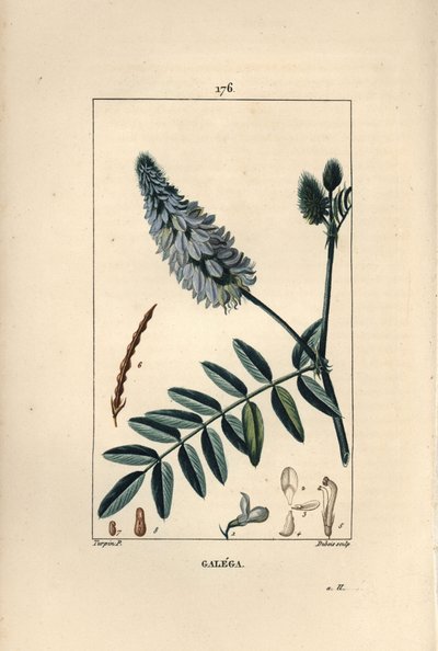 Galega - Goat's rue, Galega officinalis, med blomst, blad og frø. Håndfarget kobberstikk av Dubois fra en tegning av Pierre Jean-Francois Turpin fra Chaumeton, Poiret og Chamberets "" La Flore Medicale,"" Paris, Panckoucke av Pierre Jean Francois Turpin