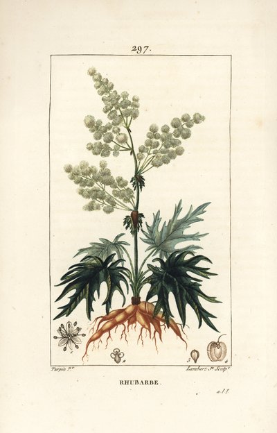 Hagerabarbra - Rabarbra, Rheum rhabarbarum (Rheum palmatum), med blomst, stilk, blad, frø og rot. Håndfarget kobberstikk av Lambert Junior fra en tegning av Pierre Jean-Francois Turpin fra Chaumeton, Poiret og Chamberets "" La F av Pierre Jean Francois Turpin