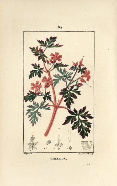 Geranium gress a Robert - Hert Robert, Geranium robertianum. Håndfarget kobberstikk av Lambert Junior fra en tegning av Pierre Jean-Francois Turpin fra Chaumeton, Poiret og Chamberets "" La Flore Medicale,"" Paris, Panckoucke av Pierre Jean Francois Turpin