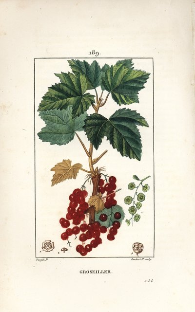 Gooseillier a klaser - Rips, Ribes rubrum, med blad, stilk, frukt og blomst. Håndfarget kobberstikk av Lambert Junior fra en tegning av Pierre Jean-Francois Turpin fra Chaumeton, Poiret og Chamberets "" La Flore Medicale,"" av Pierre Jean Francois Turpin