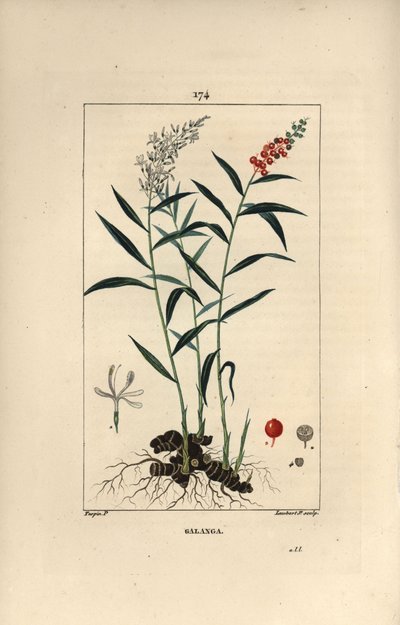 Grand galanga eller Galanga - Greater eller Thai galangal, Alpinia galanga, som viser blomster, bær, blader og rotstokkrot. Håndfarget kobberstikk av Lambert Junior etter en tegning av Pierre Jean-Francois Turpin fra Chaumeton, Poiret et Ch av Pierre Jean Francois Turpin